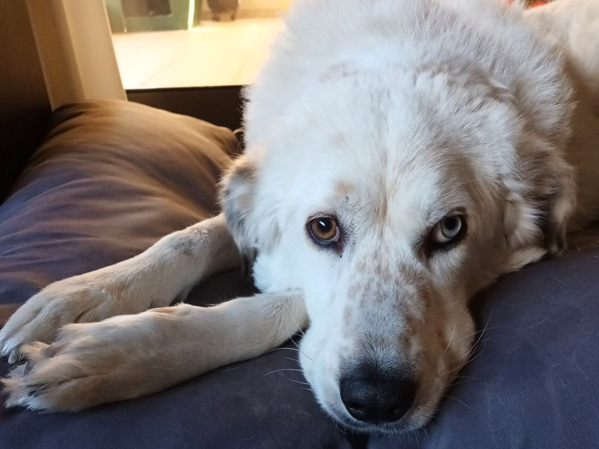 zoo kennel photo gallery