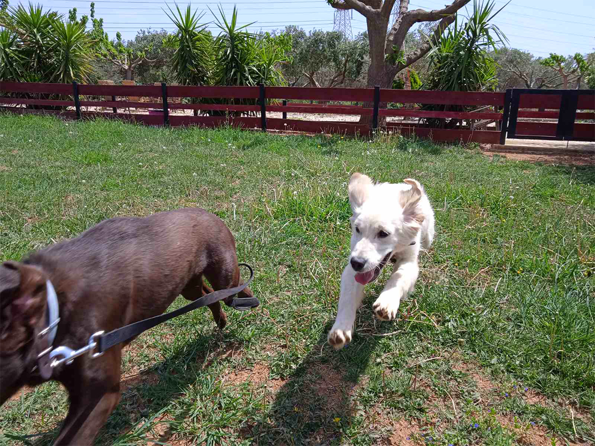 zoo kennel photo gallery